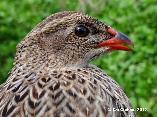 Francolin à cou roux (atrifrons) - ML204684051