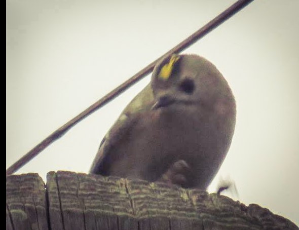 戴菊鳥 - ML204684381