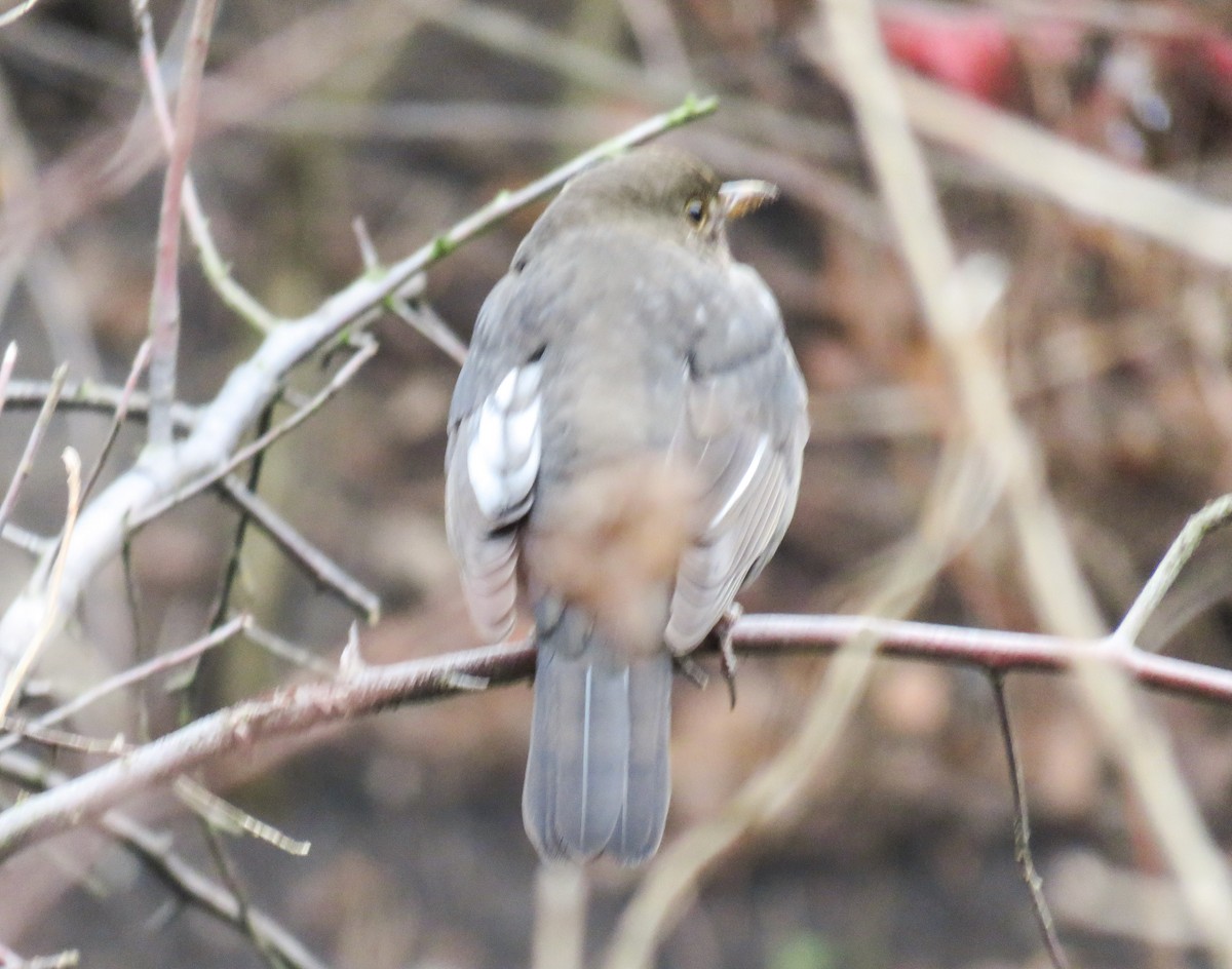 Eurasian Blackbird - ML204684671