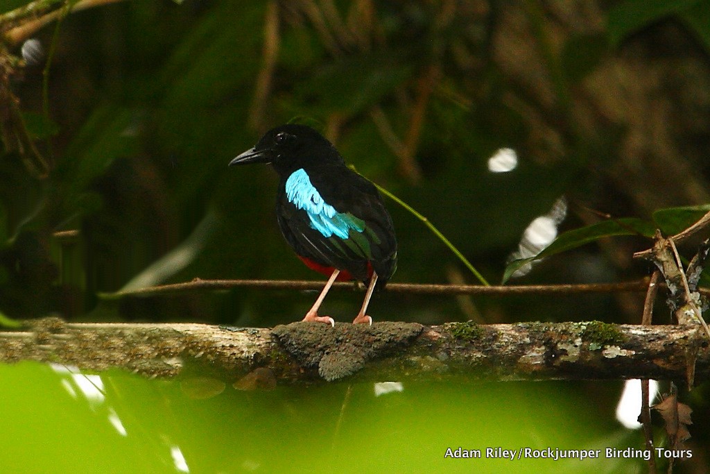 Superb Pitta - Adam Riley - Rockjumper Birding Tours