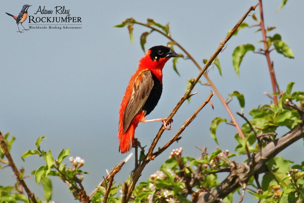 Northern Red Bishop - ML204684891