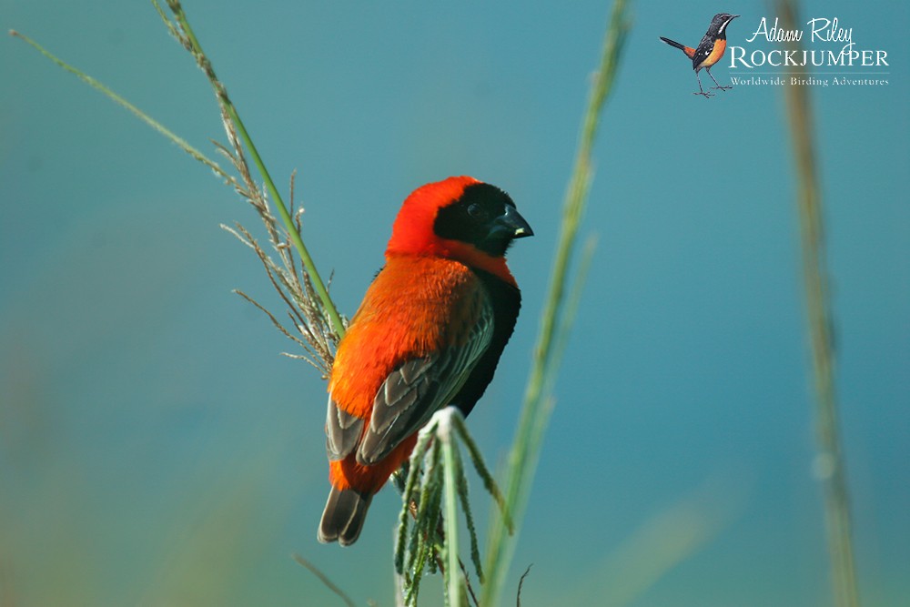 Southern Red Bishop - ML204684921