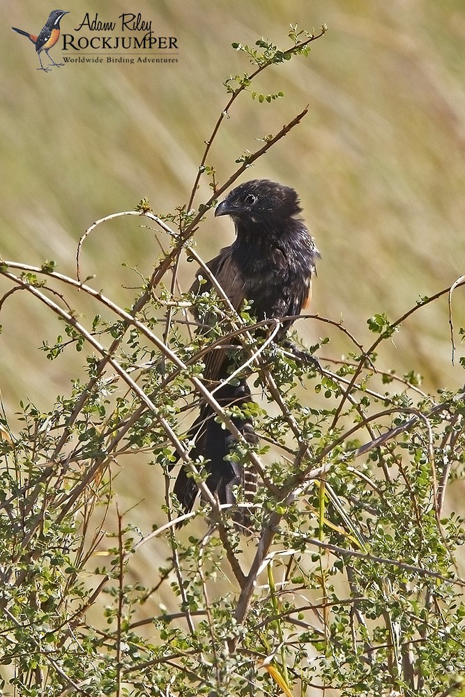 Black Coucal - ML204685211