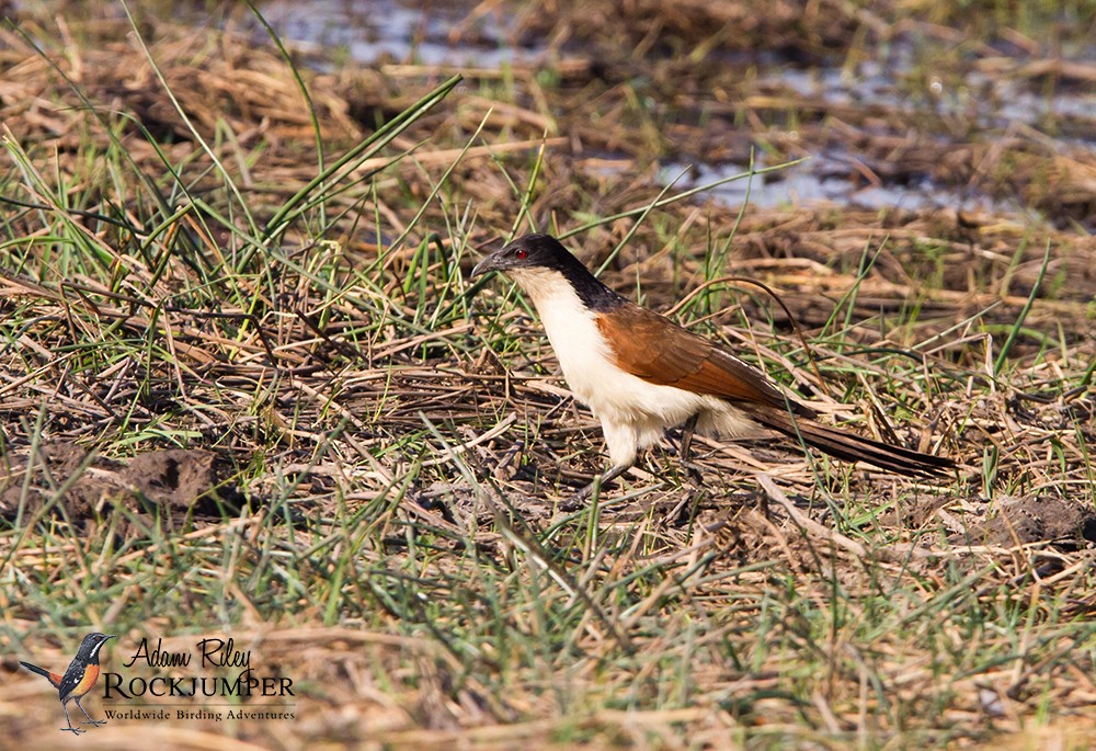Coppery-tailed Coucal - ML204685281