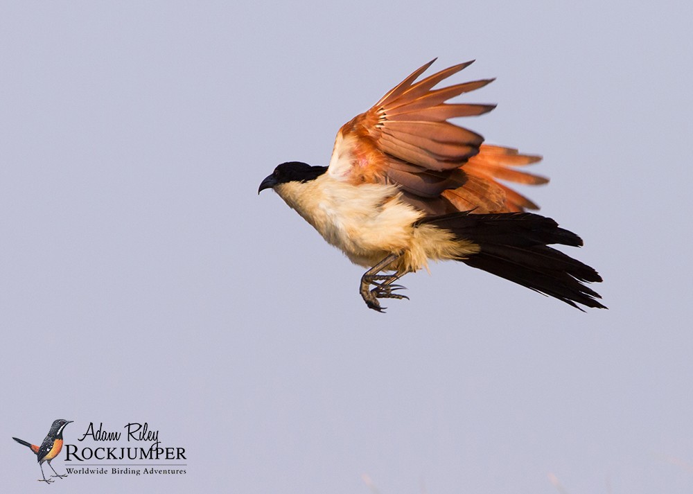 Coppery-tailed Coucal - ML204685311