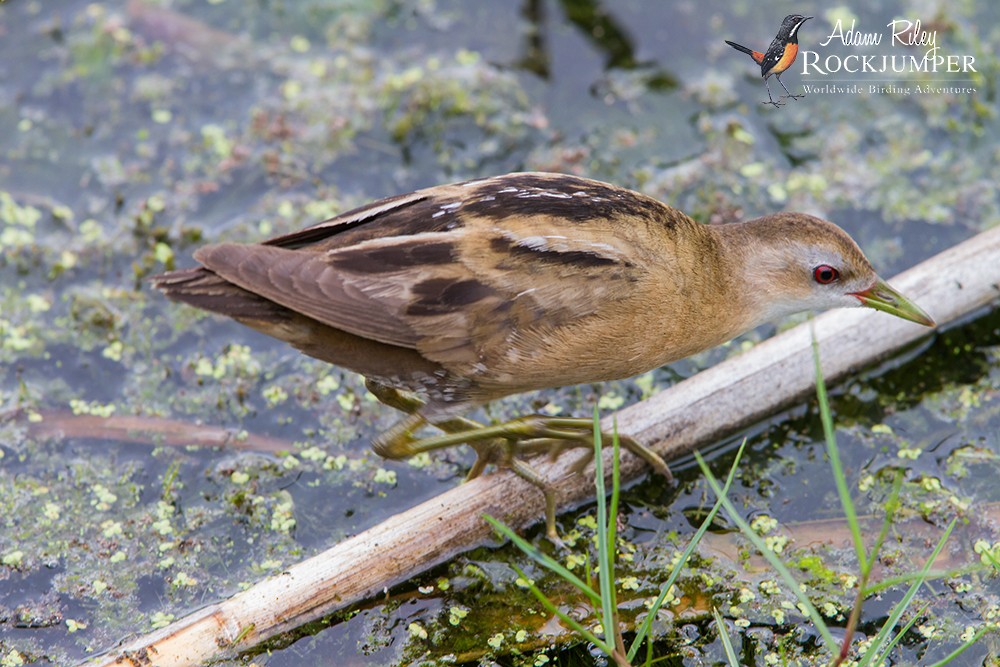 Little Crake - ML204685441