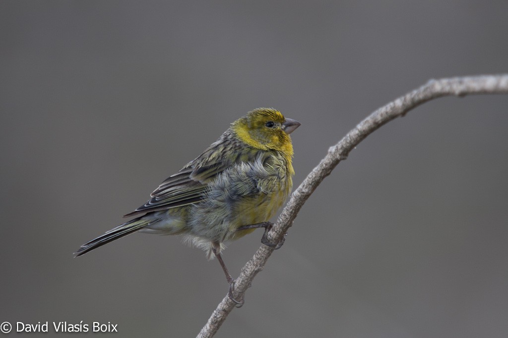 Serin des Canaries - ML204685501