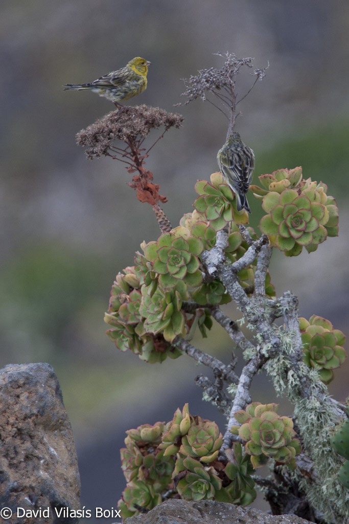 Island Canary - ML204685511