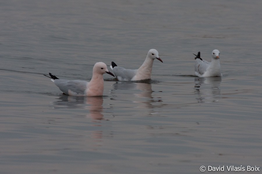 Slender-billed Gull - ML204685521