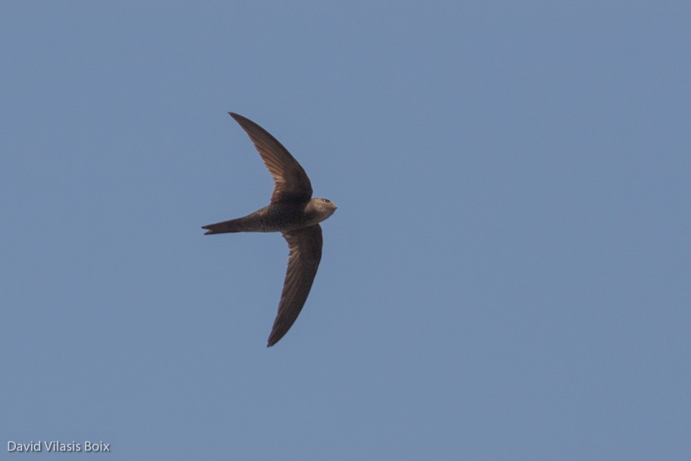 Plain Swift - ML204685541