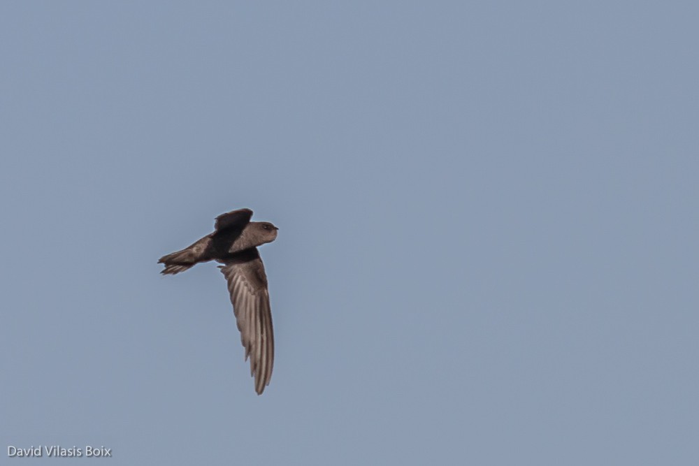 Plain Swift - ML204685551