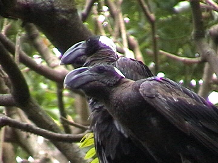 Thick-billed Raven - ML204685831