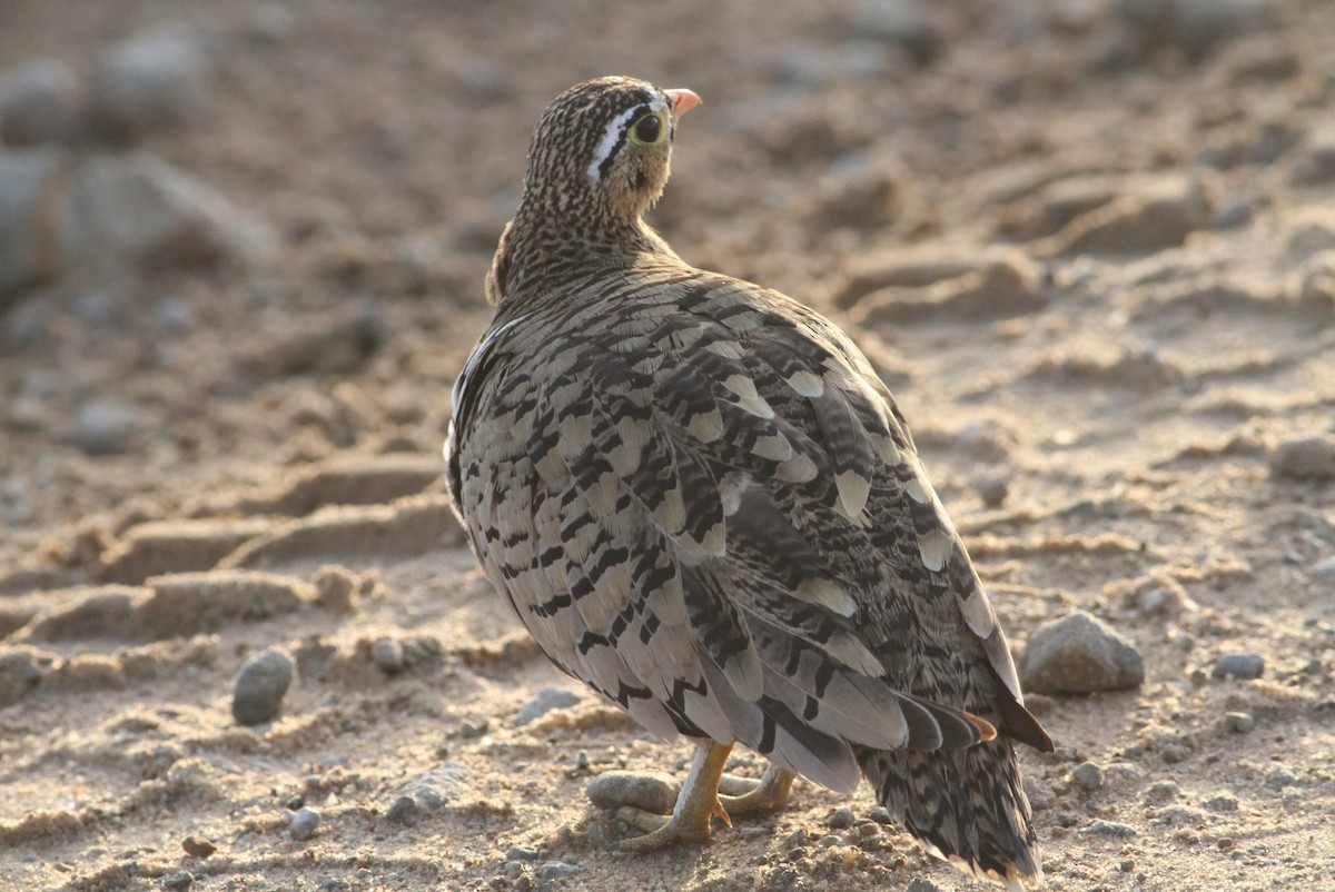 Black-faced Sandgrouse - Rainer Seifert