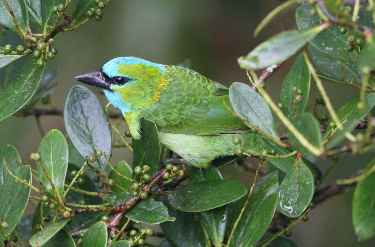 Golden-naped Barbet - ML204686241