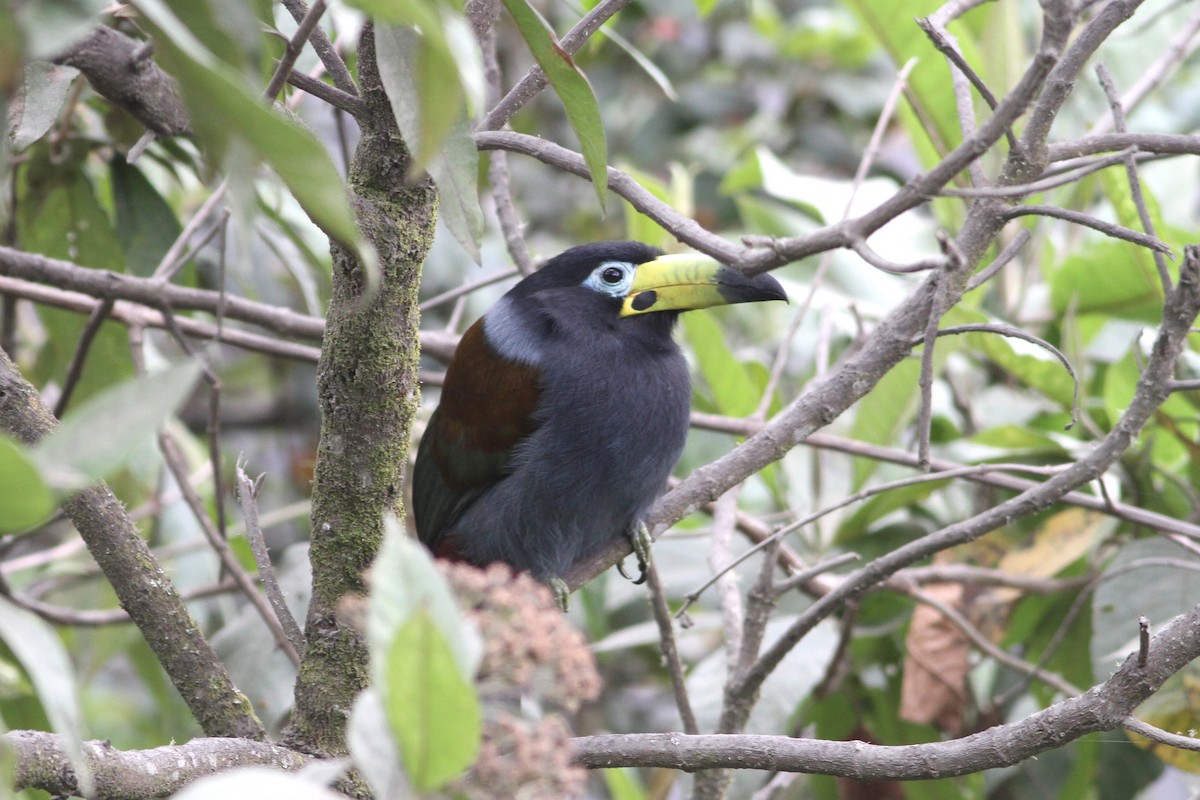 Hooded Mountain-Toucan - ML204686281