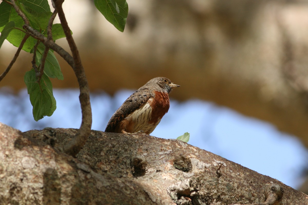 Red-throated Wryneck (Ethiopian) - ML204686291