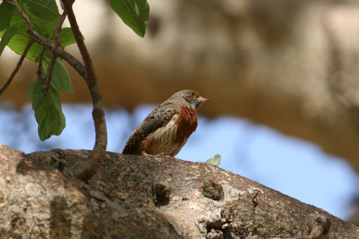 Rufous-necked Wryneck (Ethiopian) - ML204686291