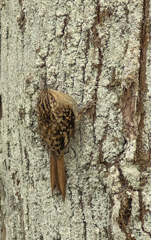 Sikkim Treecreeper - Solomon Sampath Kumar