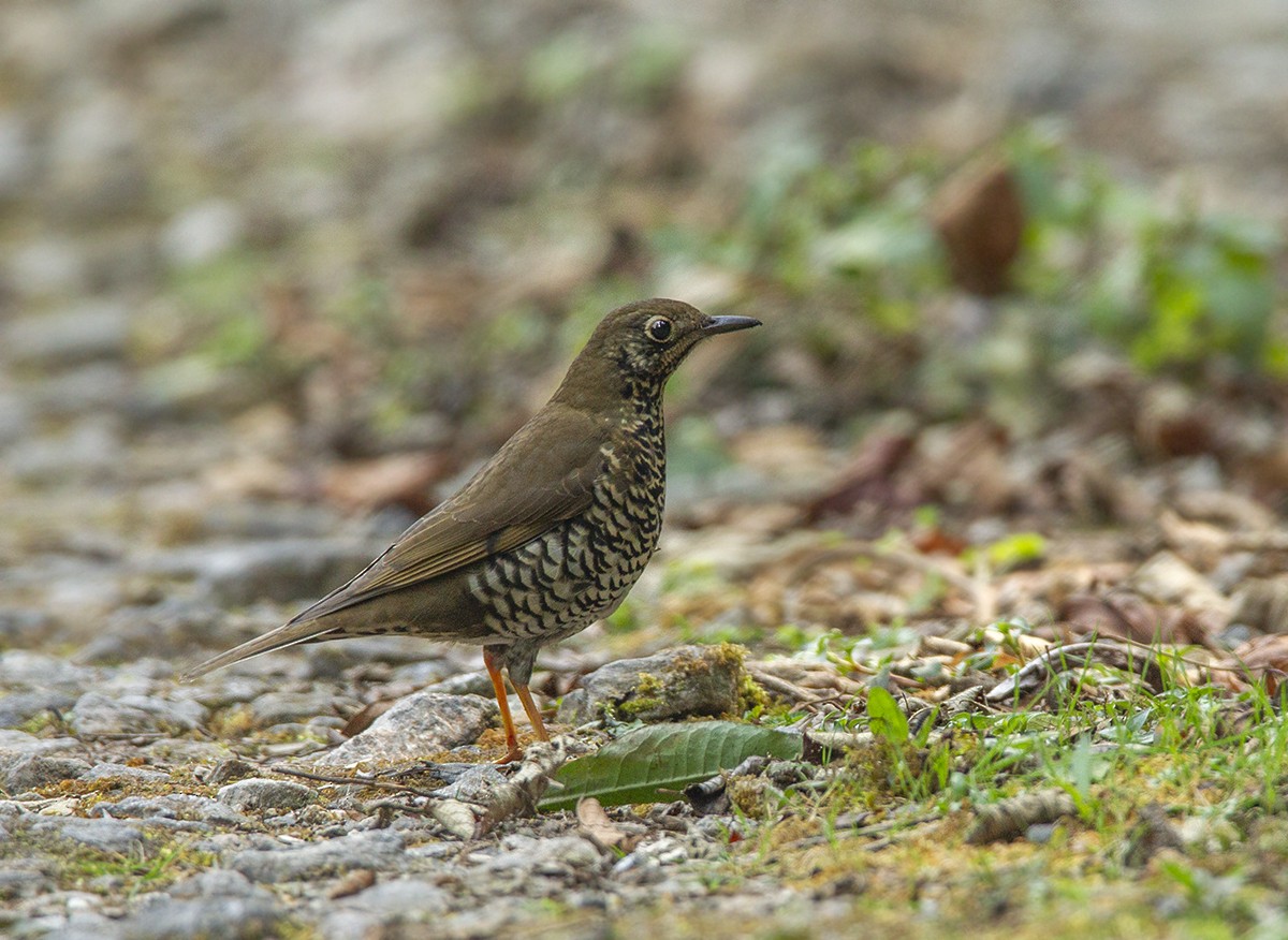 Alpine Thrush - Solomon Sampath Kumar