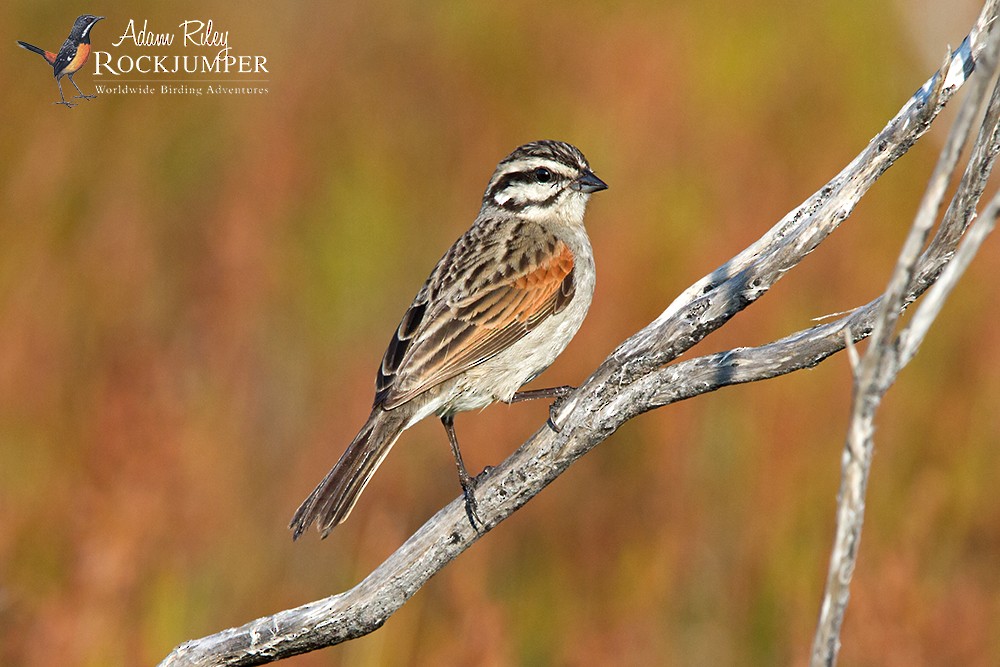 Cape Bunting - ML204687051