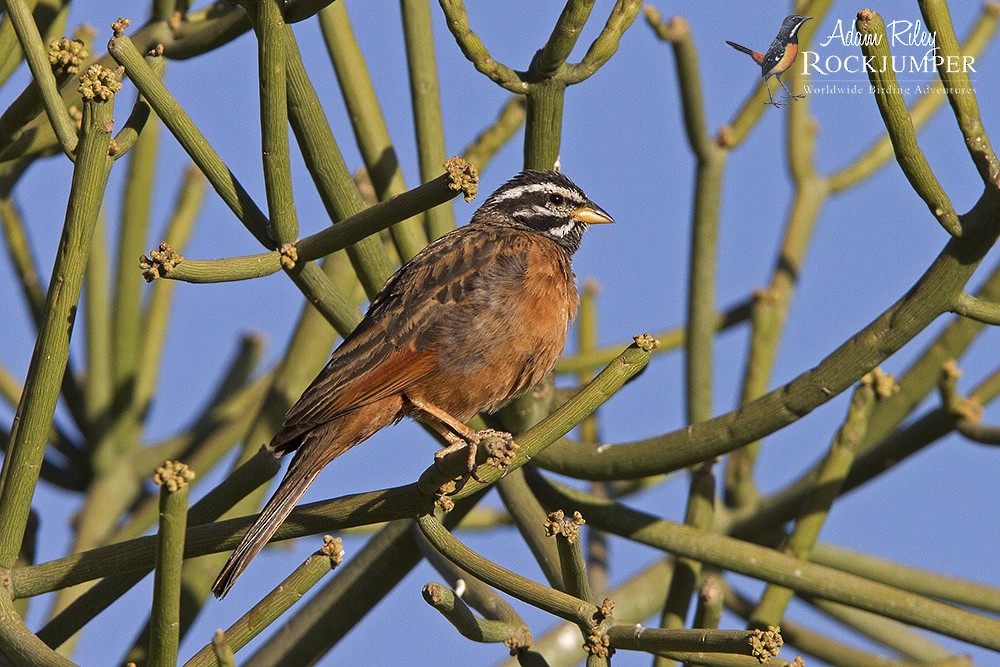 Cinnamon-breasted Bunting - ML204687121