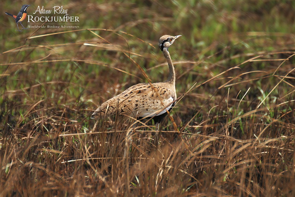 Black-bellied Bustard - ML204687211