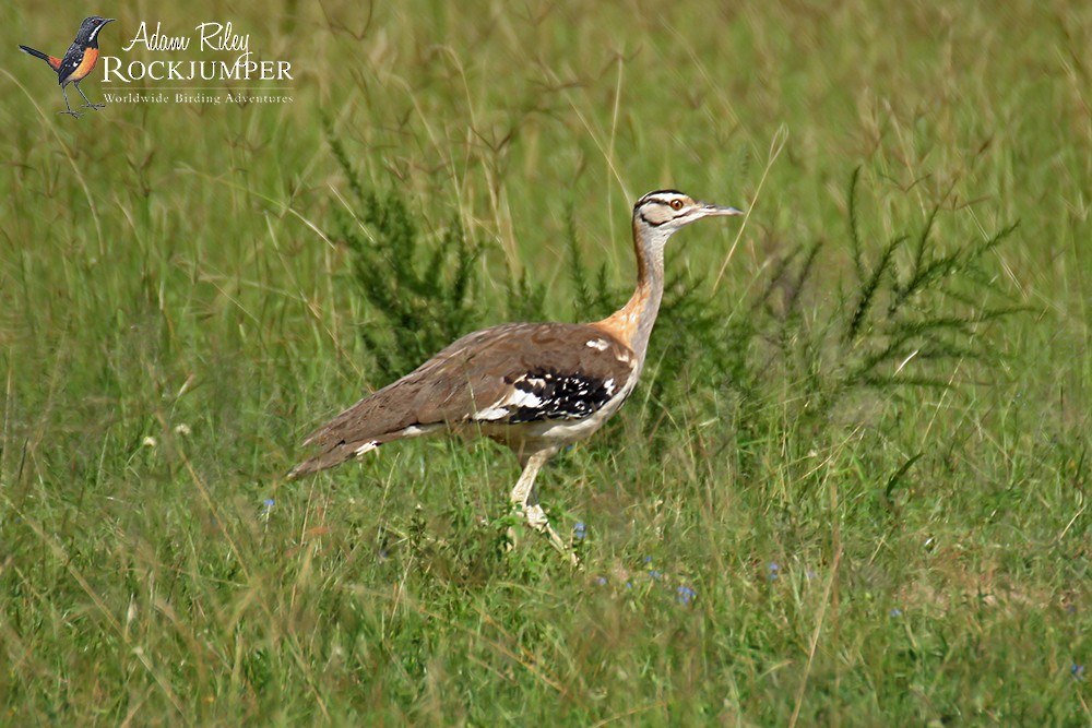 Denham's Bustard (Denham's) - ML204687271