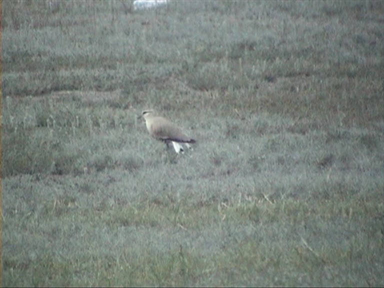 Pavoncella gregaria - ML204687481