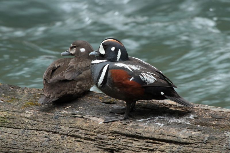 Harlequin Duck - ML204687531