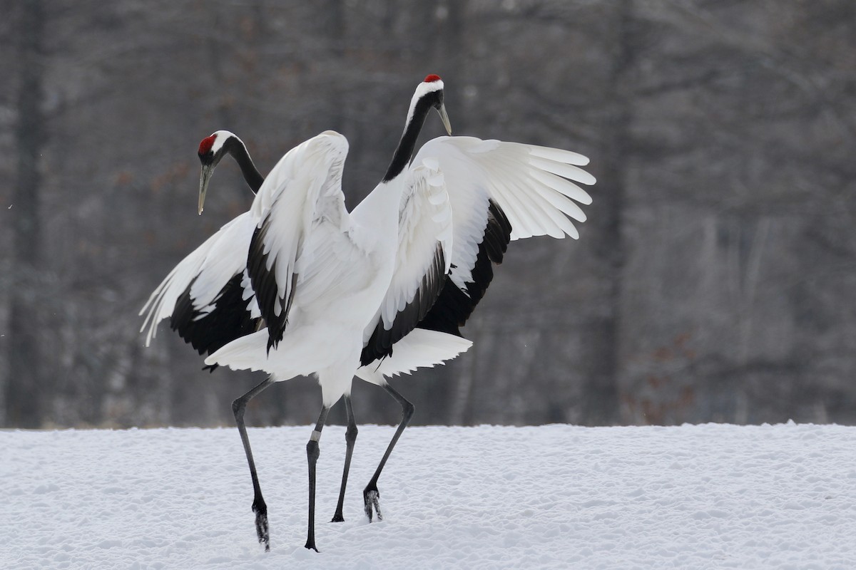 Red-crowned Crane - ML204687861