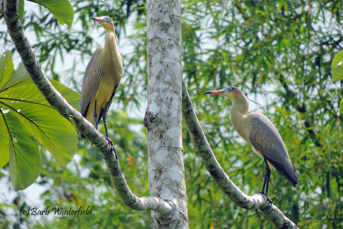 Whistling Heron - Barbara Winterfield