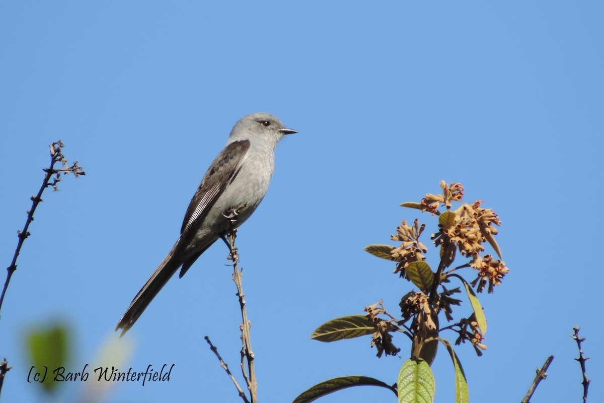 Shear-tailed Gray Tyrant - ML204687941