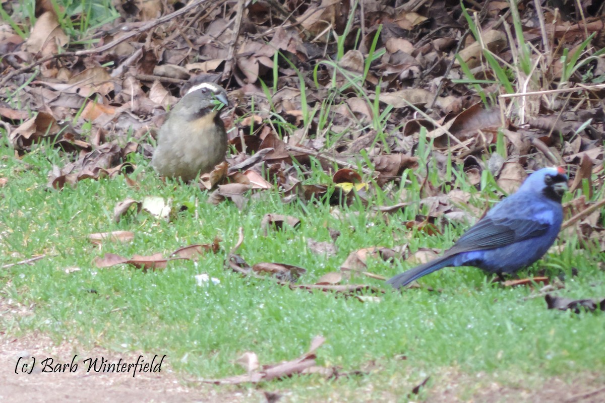 Thick-billed Saltator - ML204687951