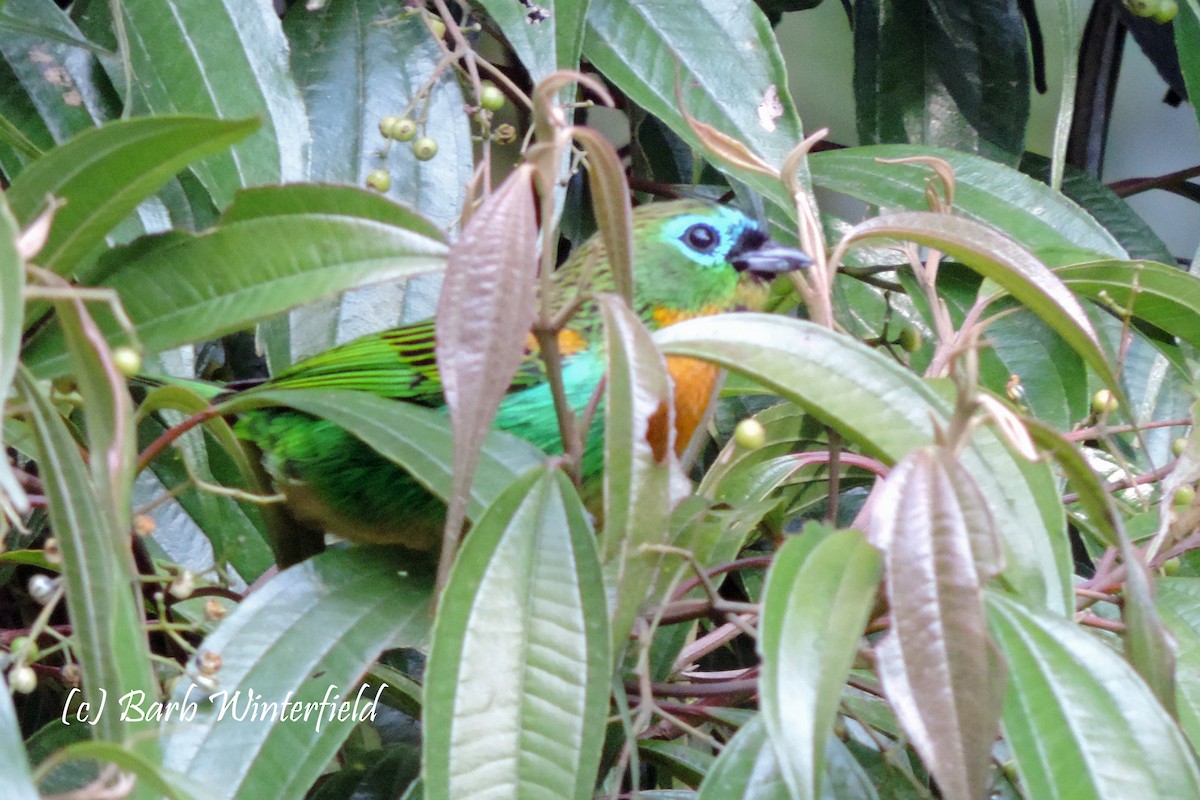 Brassy-breasted Tanager - ML204687981