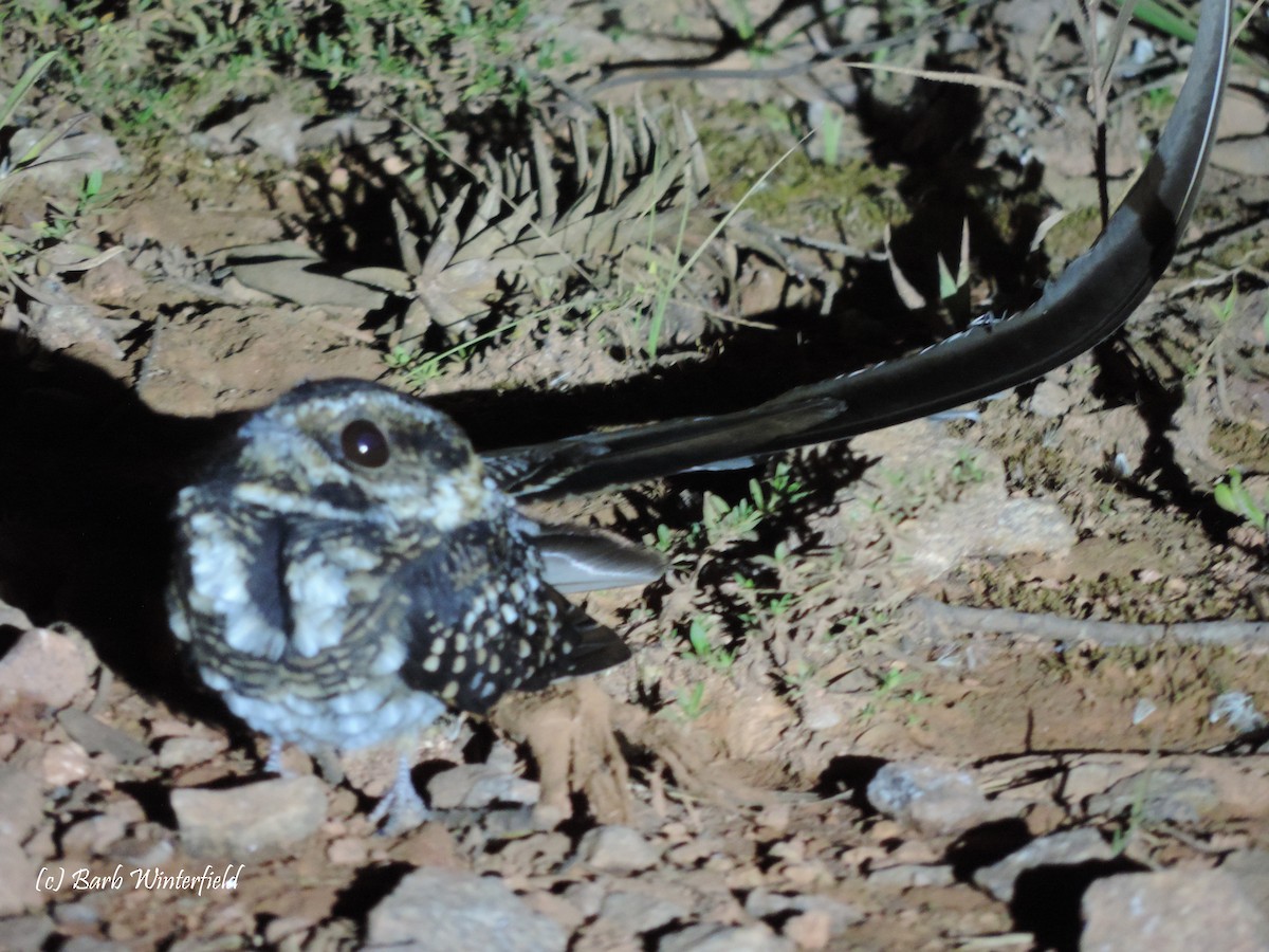 lelek vlečkoocasý - ML204688021