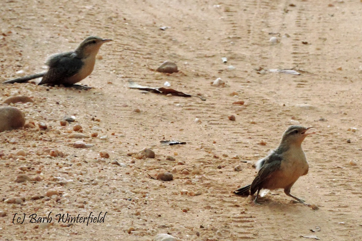 střízlík drozdí - ML204688031