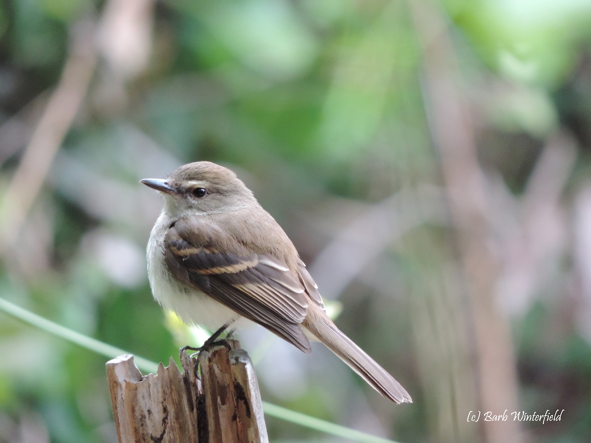 Fuscous Flycatcher - ML204688061