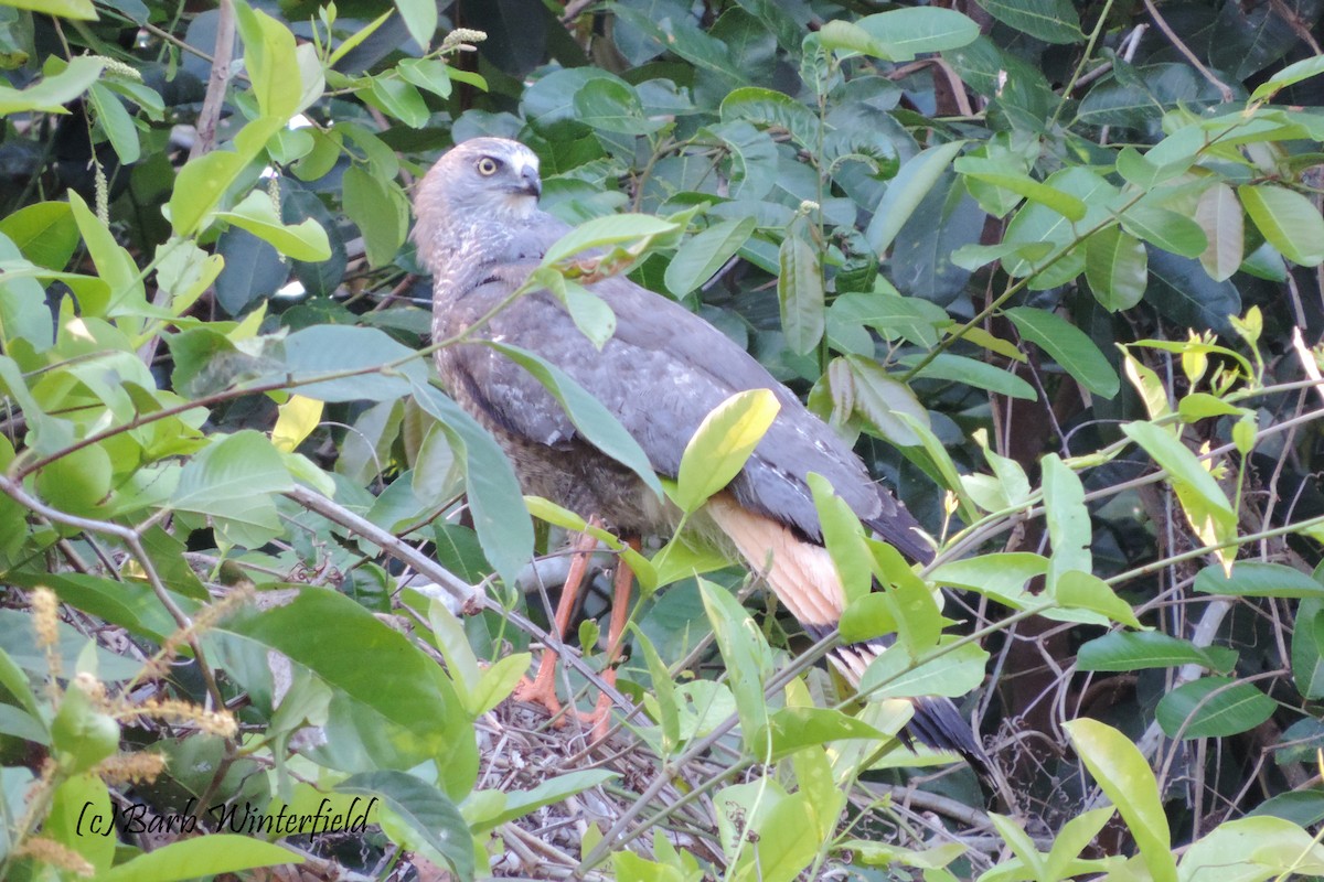 káně dlouhonohá - ML204688111