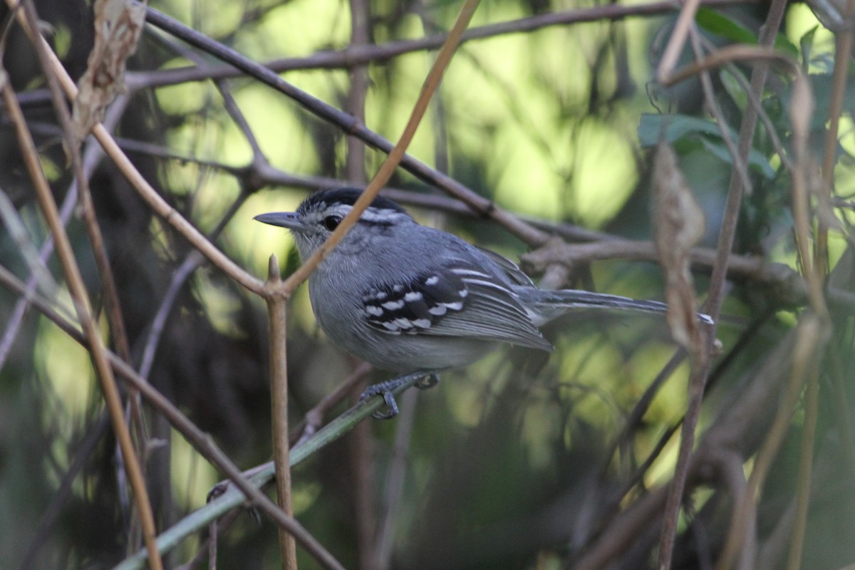 Black-capped Antwren - Rainer Seifert