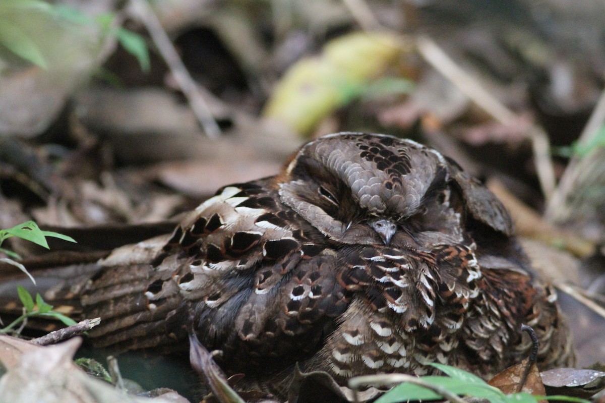 Collared Nightjar - Rainer Seifert