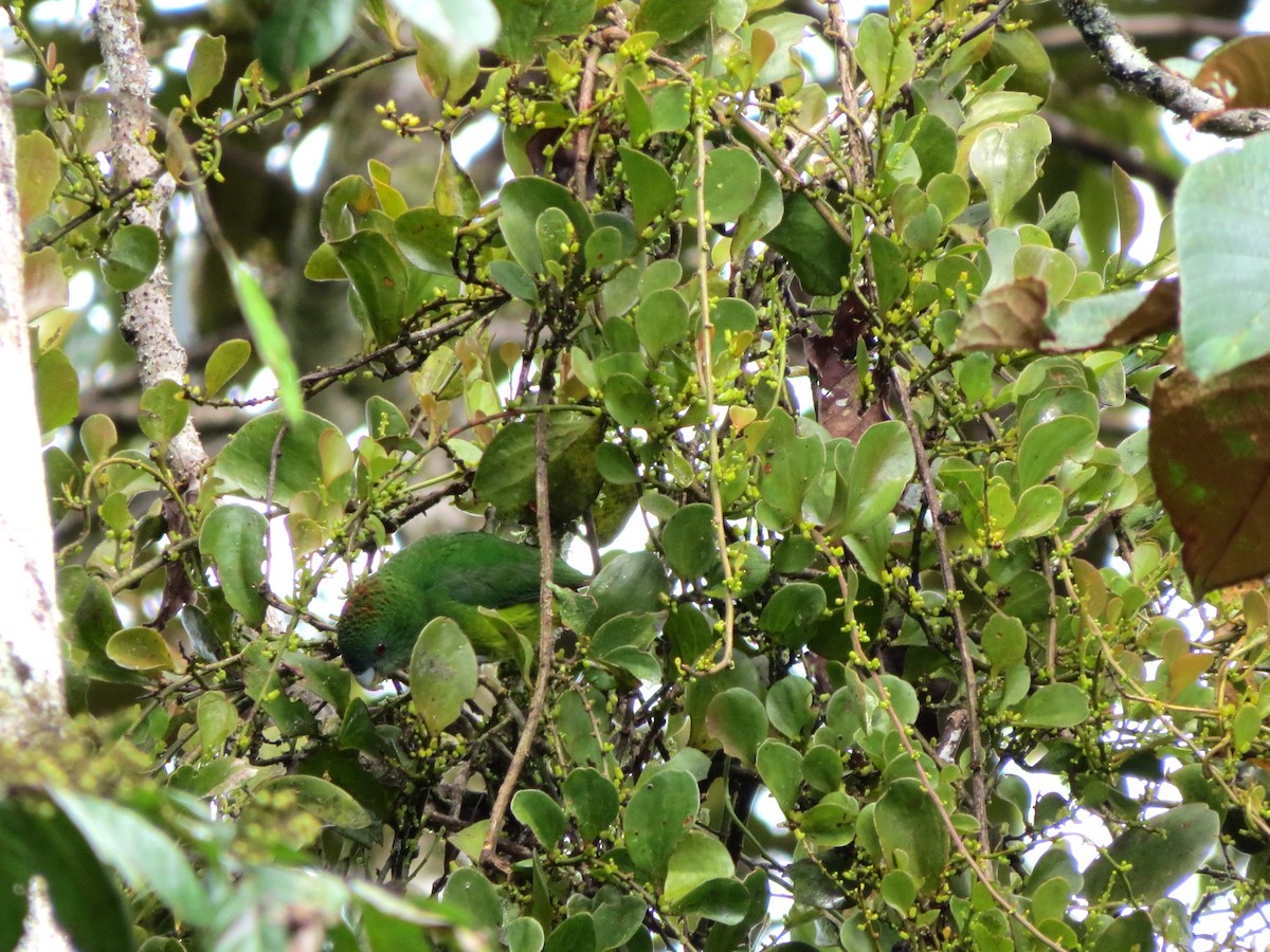 Madarasz's Tiger-Parrot - ML204688411