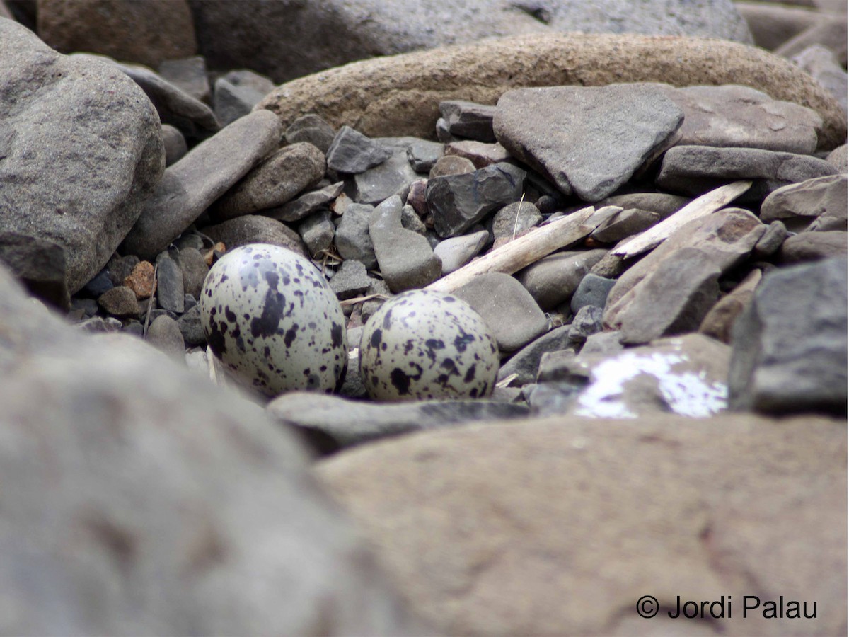 Variable Oystercatcher - ML204688551