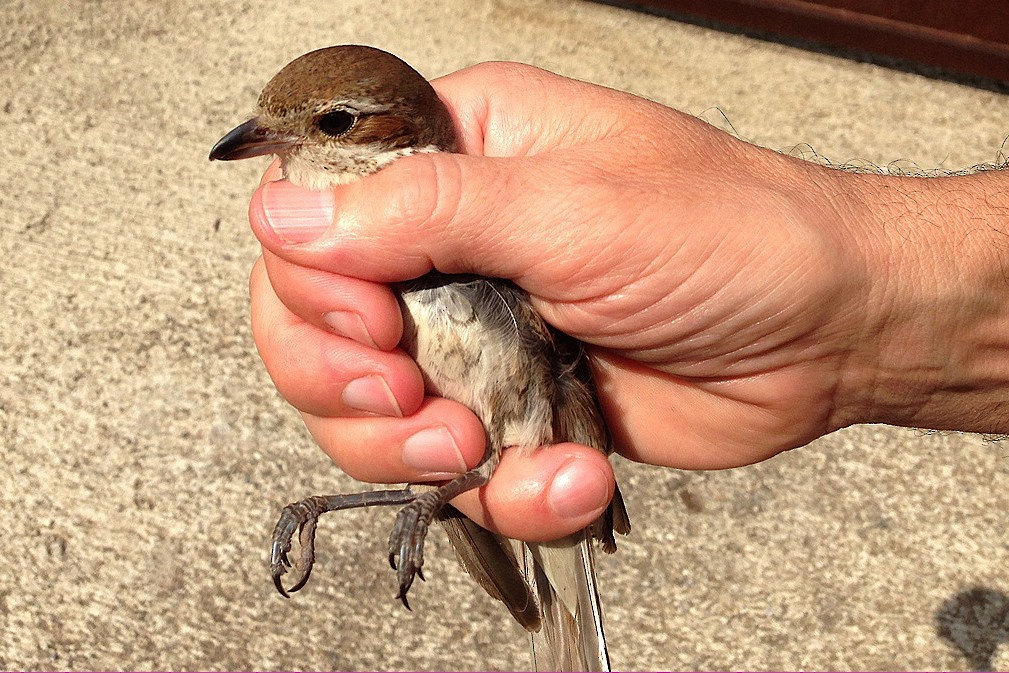 Red-backed Shrike - ML204688571