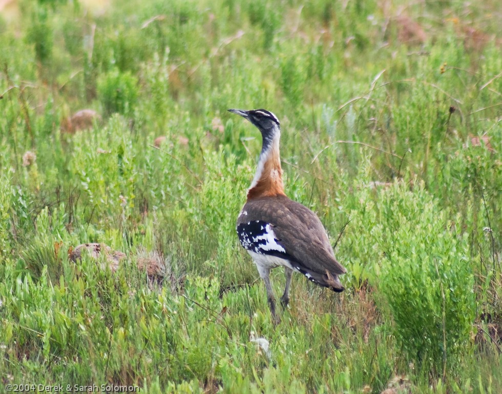 Denham's Bustard - ML204688711