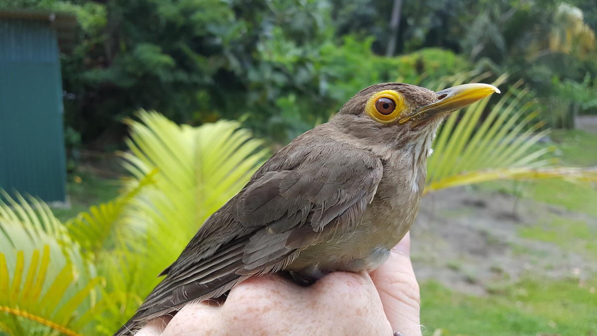 Spectacled Thrush - ML204688991