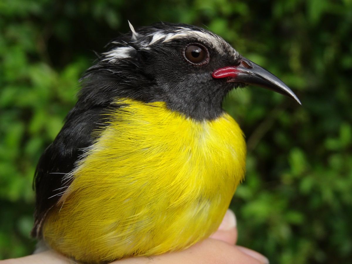 Bananaquit (Lesser Antillean) - ML204689001