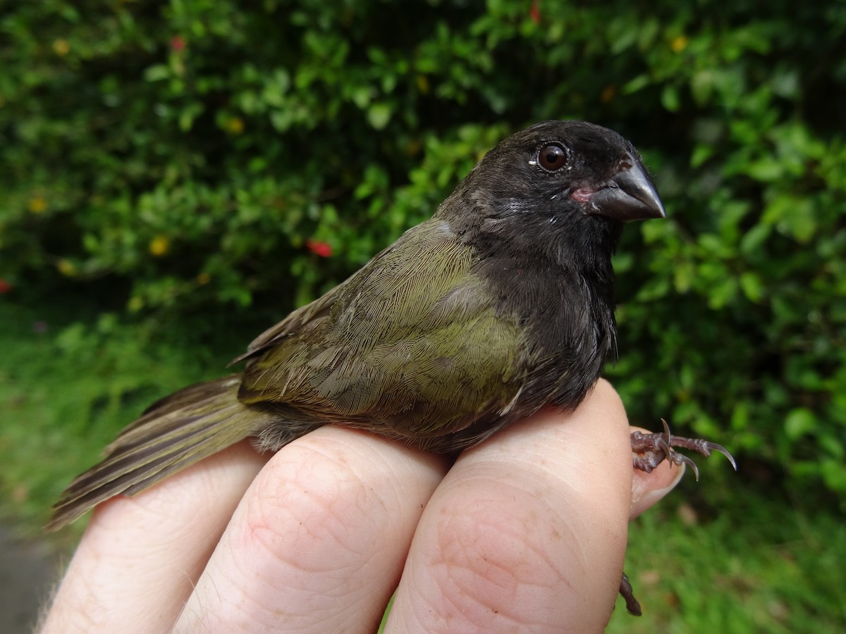 Black-faced Grassquit - ML204689011