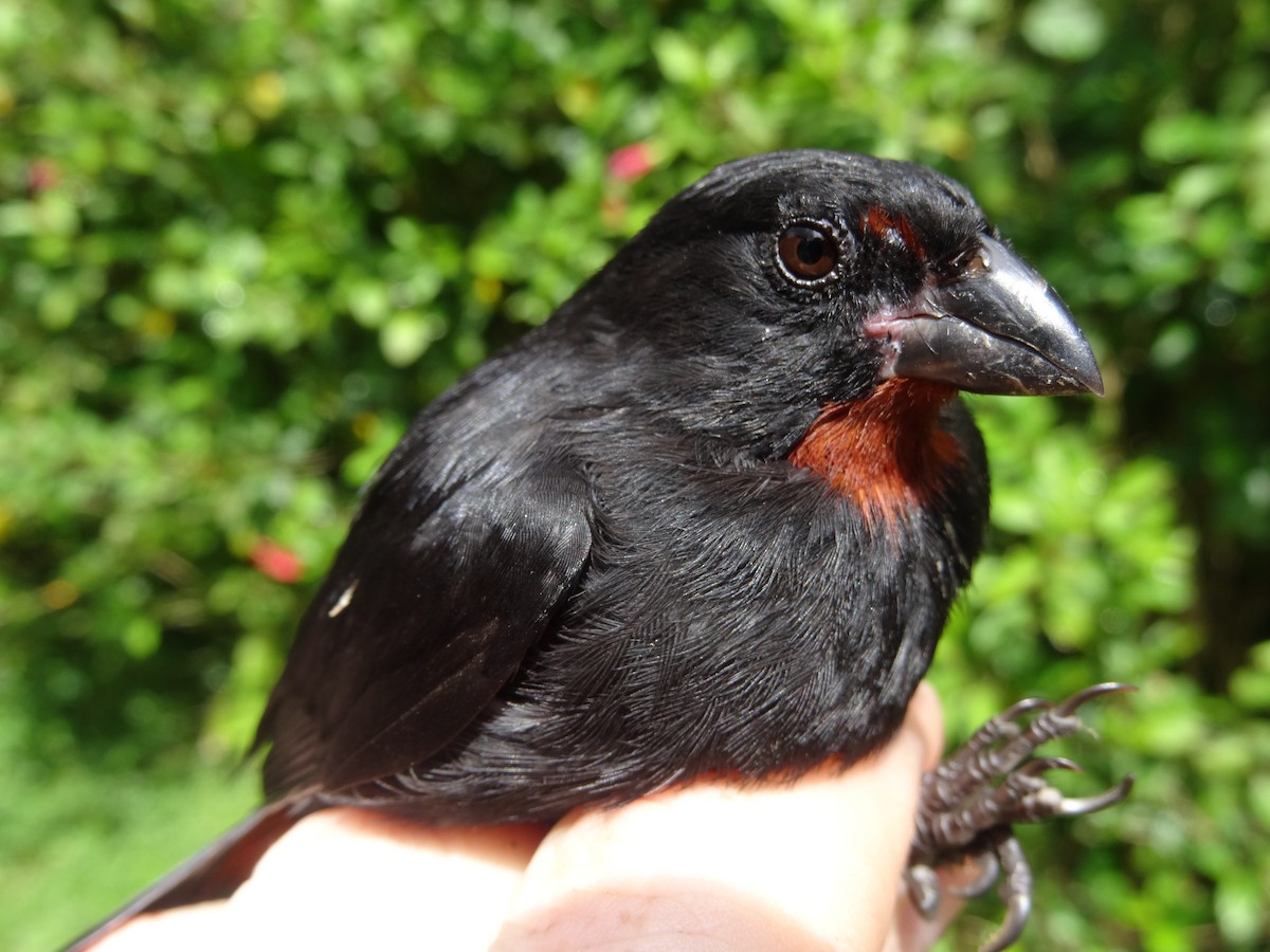 Lesser Antillean Bullfinch - ML204689021