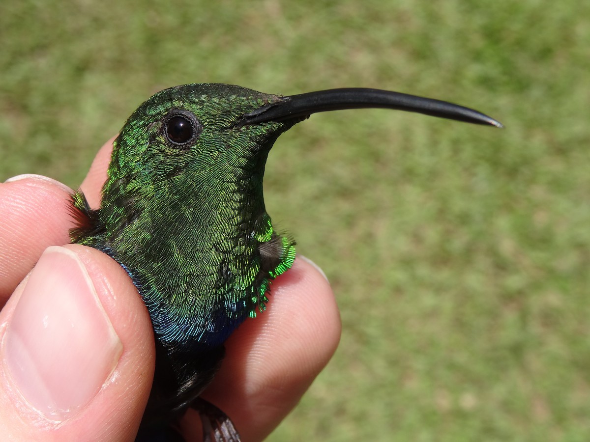 Green-throated Carib - ML204689051
