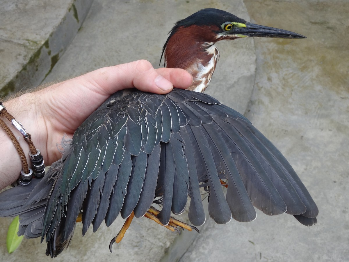 Green Heron (virescens/bahamensis) - Tom Martin